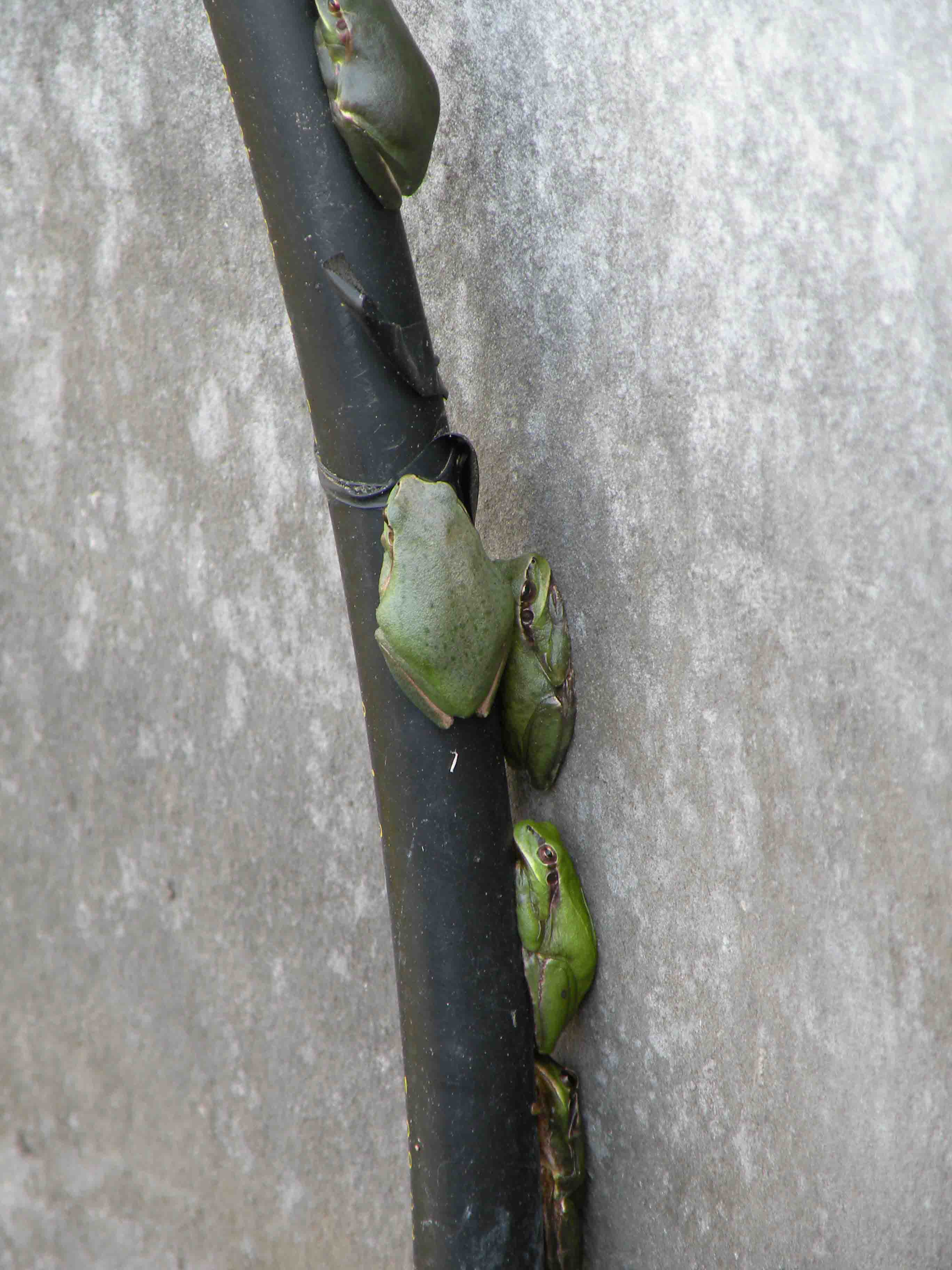 Riconoscimento ranocchio - Hyla meridionalis